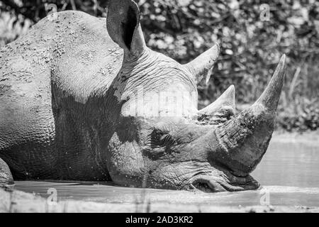 White Rhino schlafen in Schwarz und Weiß. Stockfoto