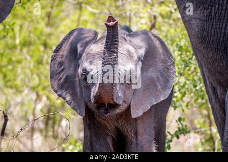 Lustige Elefanten Im Kruger National Park Sudafrika Stockfotografie Alamy