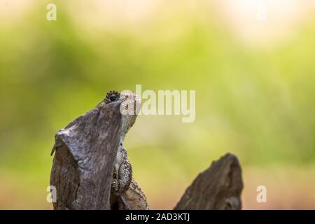 Südliche Baum Agama im Baum. Stockfoto