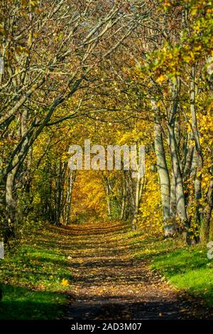 Schöne farbige Wanderweg geformt wie ein Tunnel mit gelbem Laub an einem sonnigen Herbsttag in Berlin Frohnau Stockfoto