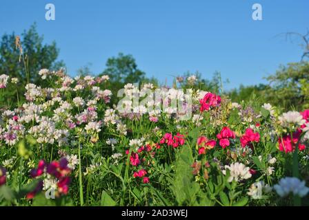 Securigera Varia (coronilla Varia), lila Krone vetch und pink Sweet pea blühenden Blumen an sonnigen Frühling Glade, Blau hellen Himmel Hintergrund Stockfoto