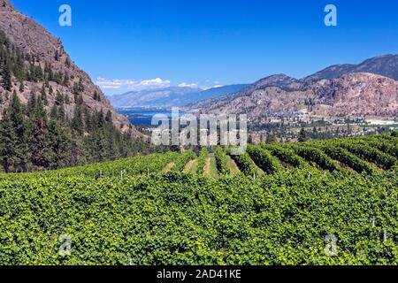 Schöne Aussicht über Weinberg im Okanagan Valley, British Columbia, Kanada, Skaha Lake liegt in zwischen Bergen, blauem Himmel gesehen Stockfoto