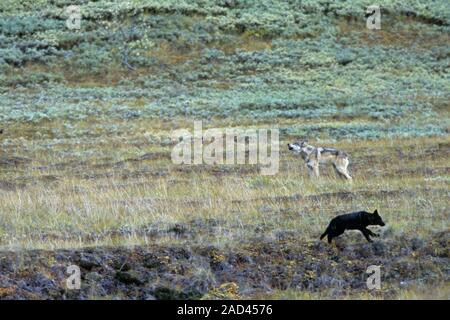 Nach Wolf warnt die Welpen mit geheul aus ein Grizzly Bär Stockfoto