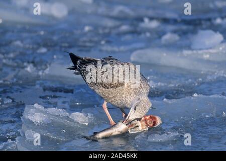 Europäische Silbermöwe Larus argentatus und Cod/- Gadus morhua Stockfoto