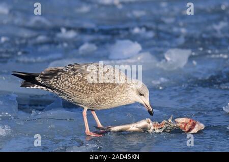 Europäische Silbermöwe Larus argentatus und Cod/- Gadus morhua Stockfoto