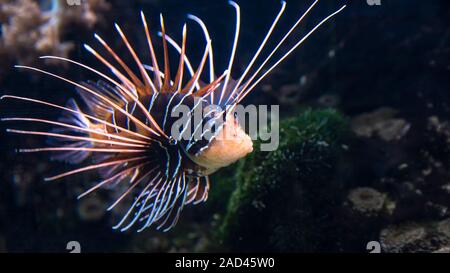 Nahaufnahme von rotfeuerfischen Koralle Fisch in einem großen Aquarium Stockfoto