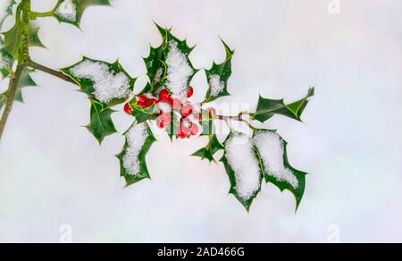 Red christmas holly Beeren, Ilex aquifolium, auf einem Zweig mit Stacheligen grünen Blättern bedeckt mit Schnee an einem kalten Dezember Tag im Winter, Deutschland Stockfoto