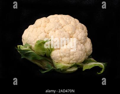 Blumenkohl isoliert auf schwarzem Hintergrund Stockfoto