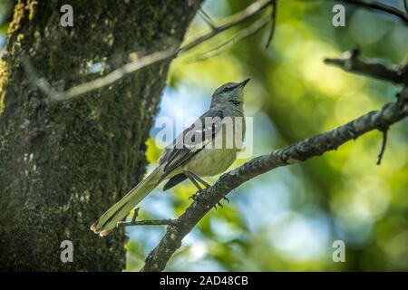 Ein erwachsener Mockingbird auf einem Ast singen auf sonniger Frühlingstag in den Wäldern entlang des Wanderweges Stockfoto