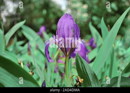 Purple Iris Blume blüht, verschwommene grüne Blätter Hintergrund Stockfoto