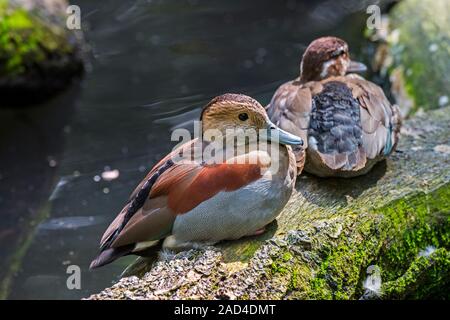 Beringt teal (Callonetta leucophrys) männlich und weiblich Paar ruht auf Ufer, native zu Südamerikanischen Wälder Stockfoto