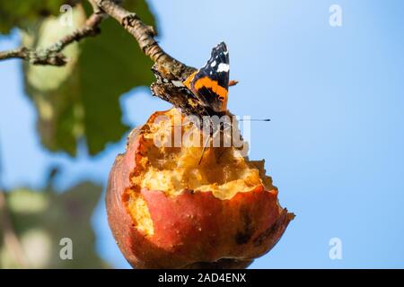 Red Admiral Schmetterling auf faulenden Apfel im Baum gegen den blauen Himmel Stockfoto