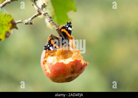 Red Admiral Schmetterling mit geöffneten Flügeln auf faulenden Apfel im Baum vor grünem Hintergrund Stockfoto