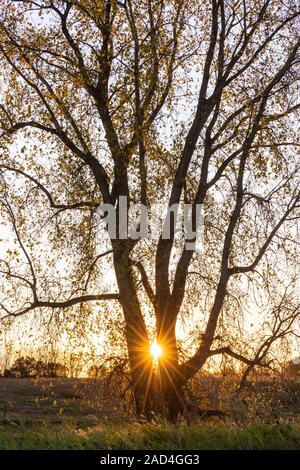 Sonnenuntergang, Pappel (Populus canescens), Sturz, Minnesota, USA, von Dominique Braud/Dembinsky Foto Assoc Stockfoto