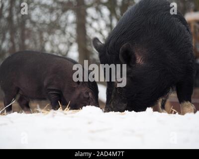 Eine große, schwarze Sau mit einem kleinen Schwein Graben im Schnee Stockfoto