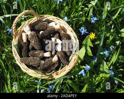 Korb mit frischen Morcheln in der Wiese im Frühjahr Stockfoto