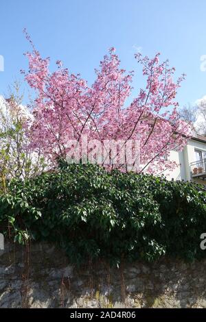 Prunus cerasifera Nigra, Redleaved Cherry Plum, Hedera helix, Efeu Stockfoto