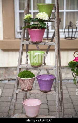 Retro flower pots auf alte holzleiter eingerichtet Stockfoto