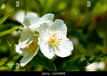 Blühende Multiflora rose. Rosa multiflora. Stockfoto