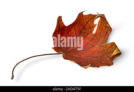 Trockene maple leaf mit eingerollten Kanten horizontal Stockfoto