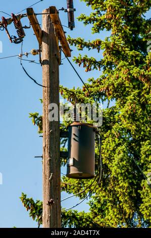 Altes holz Strommast mit einem großen Transformator vor einem großen Tanne mit Zapfen geladen. Stockfoto