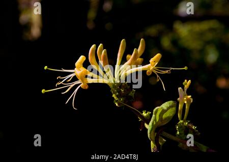 Gelbe japanische Honigbohne-Blume (Lonicera japonica) im hellen Sommersonnenschein hinterleuchtet. Stockfoto