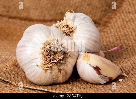 Zwei Köpfe von Knoblauch und Knoblauchzehe in Sacktuch Stockfoto