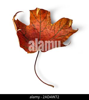 Trockene maple leaf mit vertikal eingerollten Kanten Stockfoto