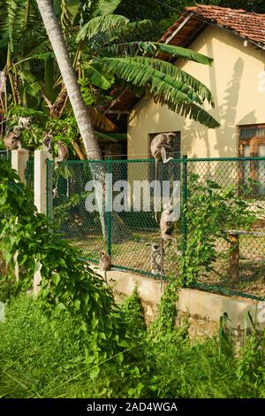 Eine Familie von Getuftete Grau Langurs sitzen und spielen außerhalb eines Hauses in Tangalle, Sri Lanka Stockfoto