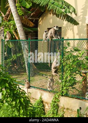 Eine Familie von Getuftete Grau Langurs sitzen und spielen außerhalb eines Hauses in Tangalle, Sri Lanka Stockfoto