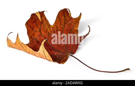 Trockene maple leaf mit eingerollten Kanten Stockfoto