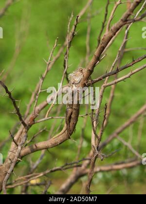 Eine Eidechse, die sich auf eine Niederlassung in Udawalawe National Park, Sri Lanka Stockfoto