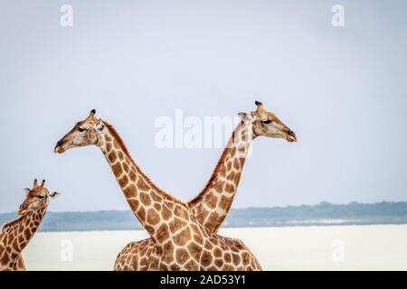 Zwei Giraffen über ihren Hals. Stockfoto