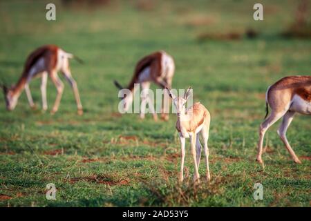 Baby Springbok starring in die Kamera. Stockfoto