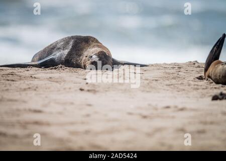 Kap Fell Dichtung am Strand. Stockfoto