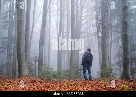 Mann in die mysteriöse dunkle Buchenwälder im Nebel. Herbst morgen in den nebligen Wäldern. Magische neblige Atmosphäre. Landschaftsfotografie Stockfoto