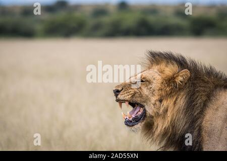 Gähnen Lion im hohen Gras. Stockfoto