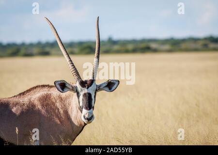 Nahaufnahme eines Gemsbock. Stockfoto