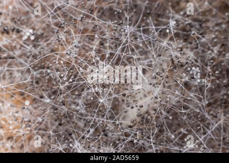 Extreme Makro Nahaufnahme von Schimmelpilz (Rhizopus) Stockfoto