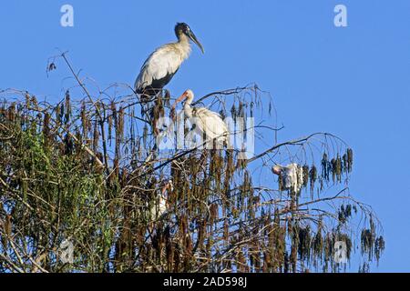 Holz Stork und American White Ibis/Mycteria americana - Eudocimus Albus Stockfoto
