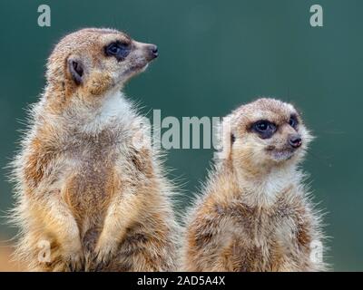 Erdmännchen oder erdmännchen Suricata suricatta Stockfoto