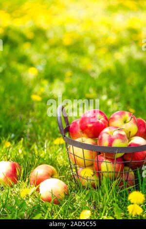 Roten gesunde Bio-Äpfel im Korb auf dem grünen Rasen im Garten ernten Stockfoto