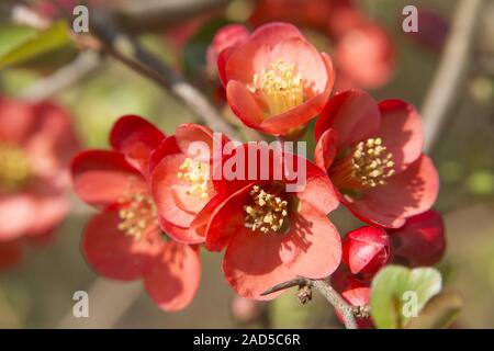 Chinesische Zierpflanzen Quitte (Chaenomeles speciosa), rot blühende Sorte Stockfoto