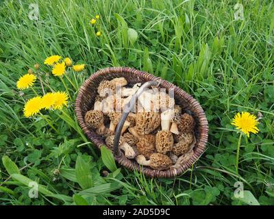 Korb mit gemeinsamen Morcheln oder Gelb Morcheln - Morchella esculenta Stockfoto