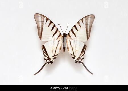 Schmetterling Muster Brasilien, Papilionidae, Scarece Schwalbenschwanz Stockfoto