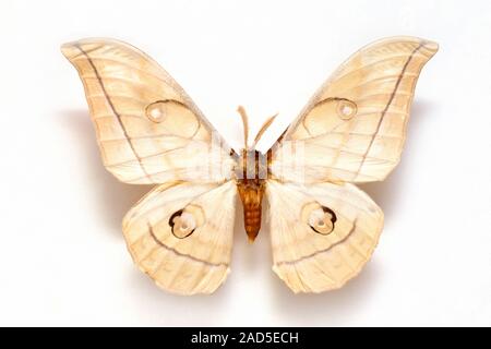 Schmetterling Muster Korea, Antheraea Yamamai Kaiser moth Stockfoto