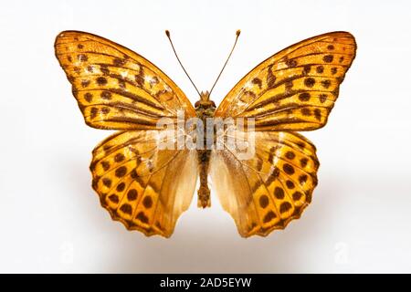 Schmetterling Muster Korea, Argynnis Paphia, Silber-washed Fritillary, Weiblich Stockfoto