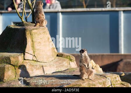 Erdmännchen bei fünf Schwestern zoo West Lothian Stockfoto