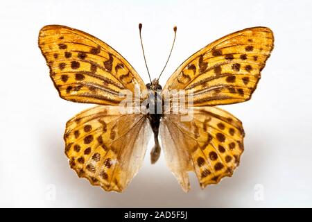 Schmetterling Muster Korea, Argynnis Paphia, Silber-washed Fritillary, Männlich Stockfoto