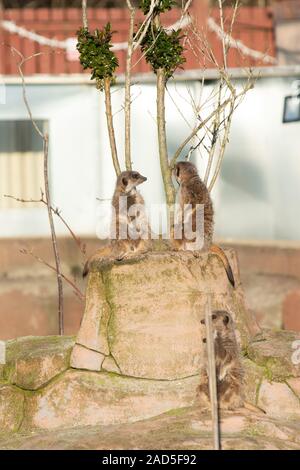 Erdmännchen bei fünf Schwestern zoo West Lothian Stockfoto